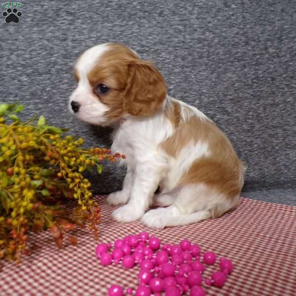 Bianca, Cavalier King Charles Spaniel Puppy