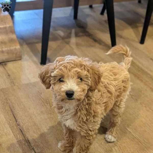 Lucy, Bich-Poo Puppy