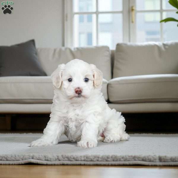 GRACE, Maltipoo Puppy