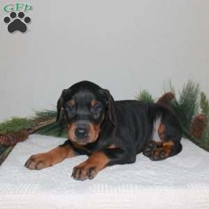 Rover, Doberman Pinscher Puppy