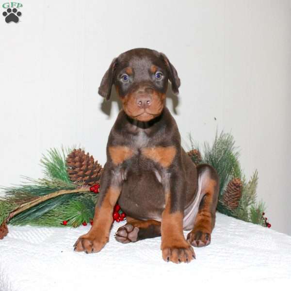 Roxy, Doberman Pinscher Puppy