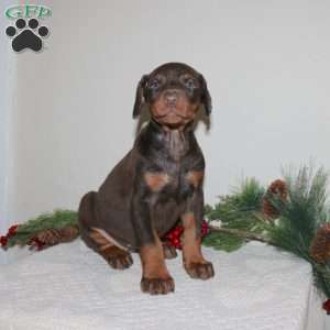 Rudie, Doberman Pinscher Puppy