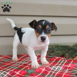 Jay, Jack Russell Terrier Puppy