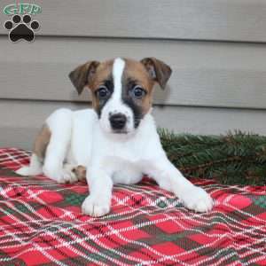 Isaac, Jack Russell Terrier Puppy