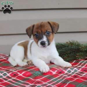 Isabel, Jack Russell Terrier Puppy
