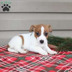 Iris, Jack Russell Terrier Puppy