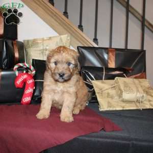 Levi, Mini Whoodle Puppy