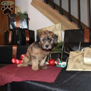 Lester, Mini Whoodle Puppy