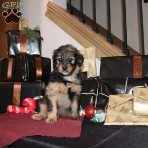 Lizzy, Mini Whoodle Puppy