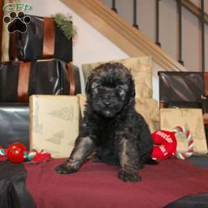 Lynda, Mini Whoodle Puppy