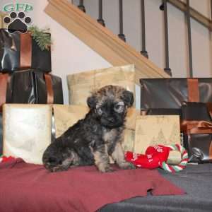 Lila, Mini Whoodle Puppy