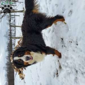OTEGA, Bernese Mountain Dog Puppy