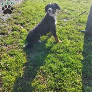 SAYAN, Bernese Mountain Dog Puppy