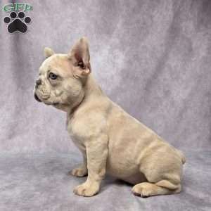 Brady, French Bulldog Puppy