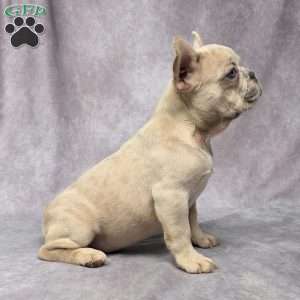 Brady, French Bulldog Puppy