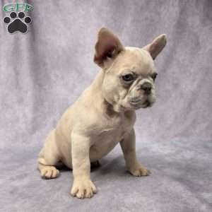 Brady, French Bulldog Puppy
