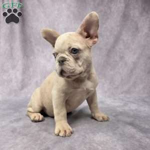 Brady, French Bulldog Puppy