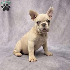 Brady, French Bulldog Puppy