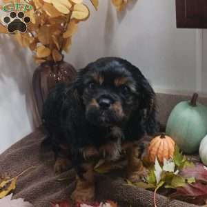 BENJI, Cavalier King Charles Spaniel Puppy
