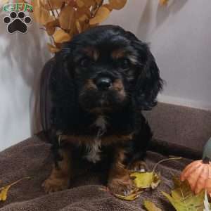 BENJI, Cavalier King Charles Spaniel Puppy
