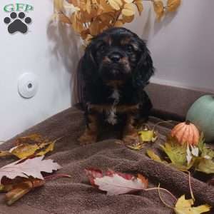 BENJI, Cavalier King Charles Spaniel Puppy
