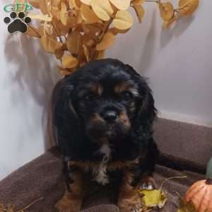 BENJI, Cavalier King Charles Spaniel Puppy
