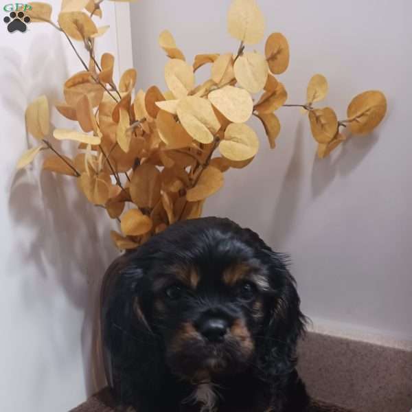 BENJI, Cavalier King Charles Spaniel Puppy