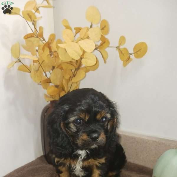 BENJI, Cavalier King Charles Spaniel Puppy