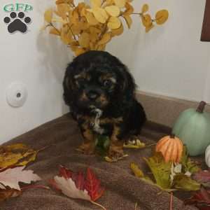 BENJI, Cavalier King Charles Spaniel Puppy