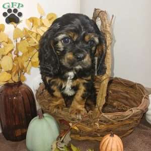 BENJI, Cavalier King Charles Spaniel Puppy