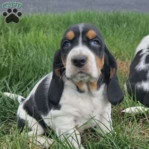 Bagel, Basset Hound Puppy