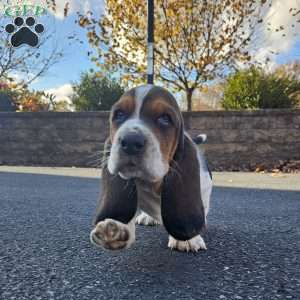 Winnie, Basset Hound Puppy