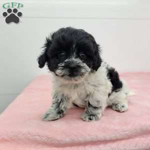 Samantha, Shih-Poo Puppy