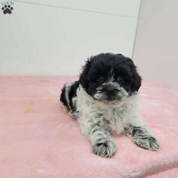 Samantha, Shih-Poo Puppy