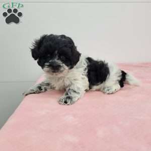 Samantha, Shih-Poo Puppy