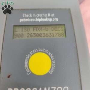 Yalonda, Yorkie Poo Puppy