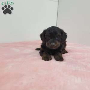 Yalonda, Yorkie Poo Puppy