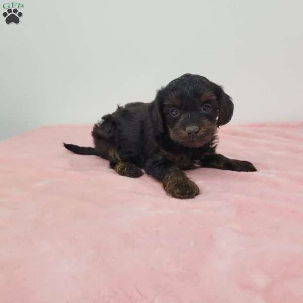 Yalonda, Yorkie Poo Puppy