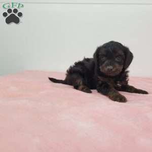 Yalonda, Yorkie Poo Puppy