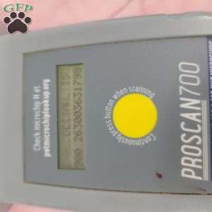 Yola, Yorkie Poo Puppy