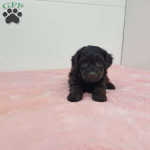 Yola, Yorkie Poo Puppy