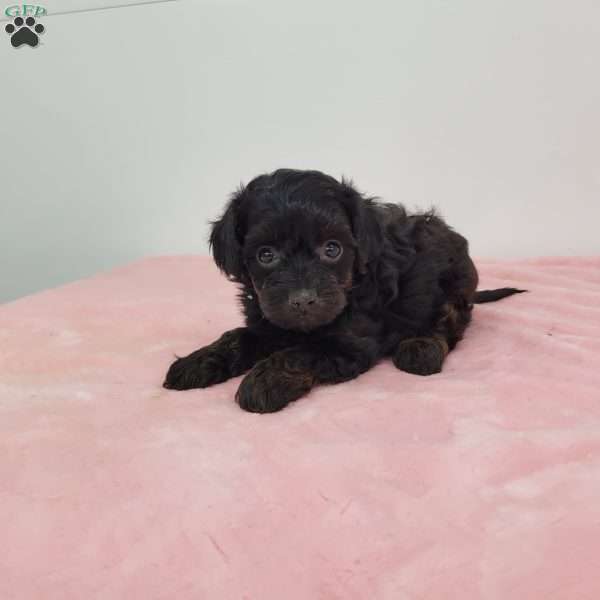 Yola, Yorkie Poo Puppy