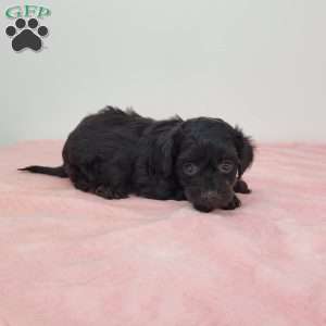 Yola, Yorkie Poo Puppy