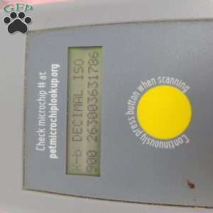 Yara, Yorkie Poo Puppy