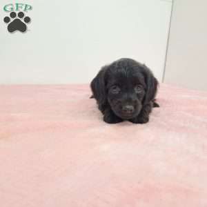 Yara, Yorkie Poo Puppy