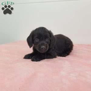 Yara, Yorkie Poo Puppy