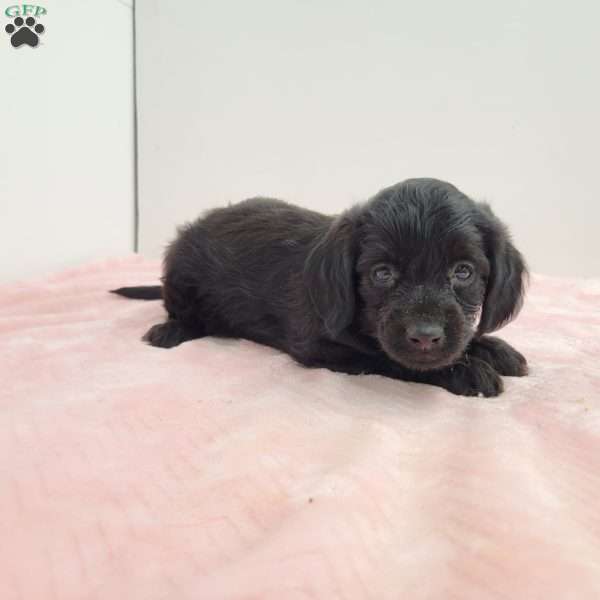 Yara, Yorkie Poo Puppy