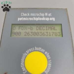 Yoni, Yorkie Poo Puppy