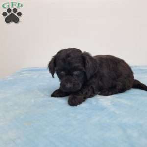Yoni, Yorkie Poo Puppy