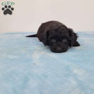 Yoni, Yorkie Poo Puppy